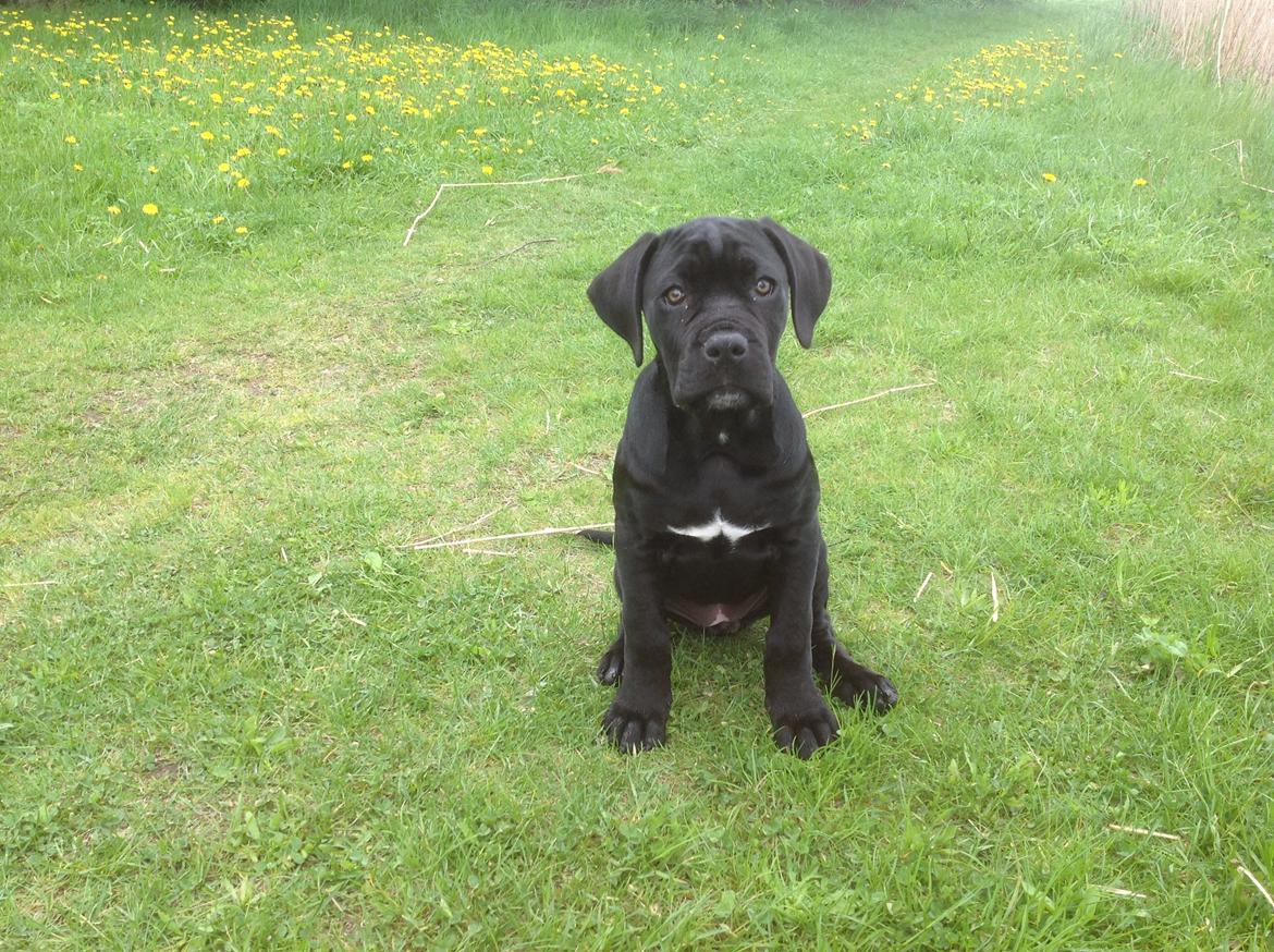 Cane corso Ronja billede 7