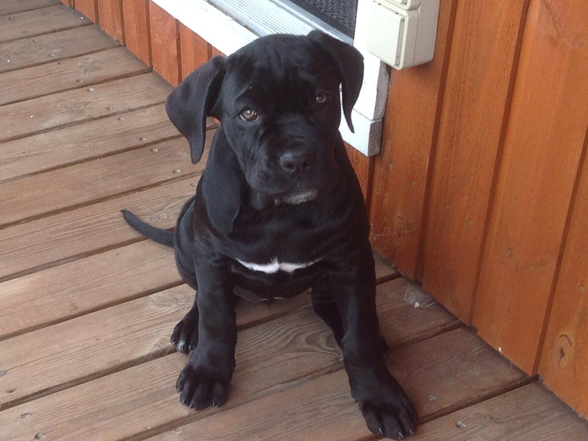 Cane corso Ronja billede 10