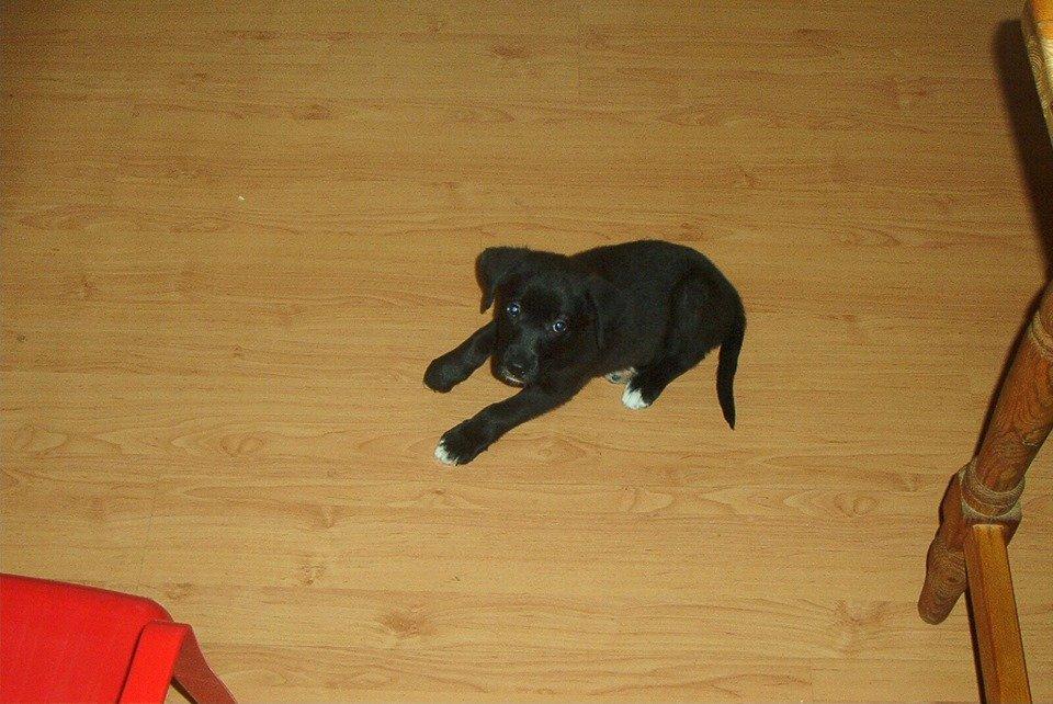 Blanding af racer Tryne *kaldet Gnøf* - velkommen til Trynes profil.
Tryne som hvalp. <3 billede 1