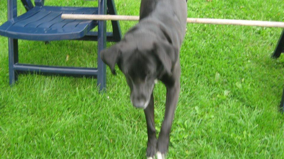 Blanding af racer Tryne *kaldet Gnøf* - Tryne springer i haven. billede 2