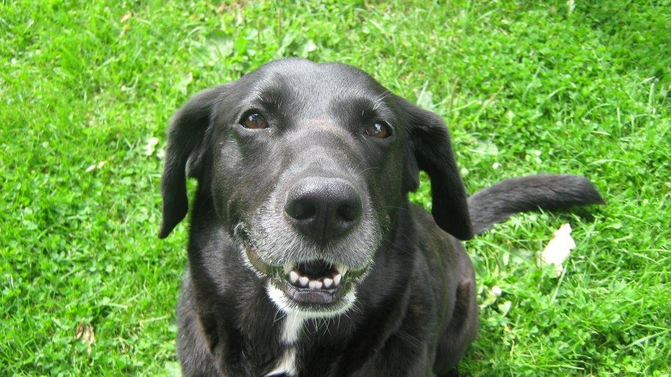 Blanding af racer Tryne *kaldet Gnøf* - Tæt på<3 billede 3