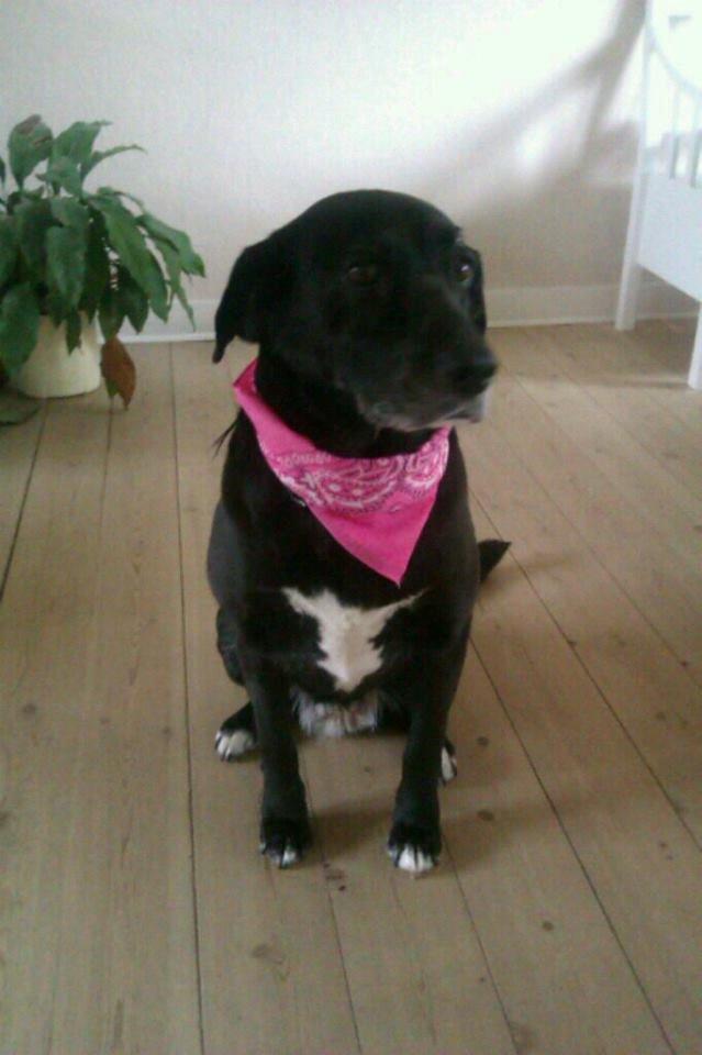 Blanding af racer Tryne *kaldet Gnøf* - Tryne med Bandana<3 billede 4