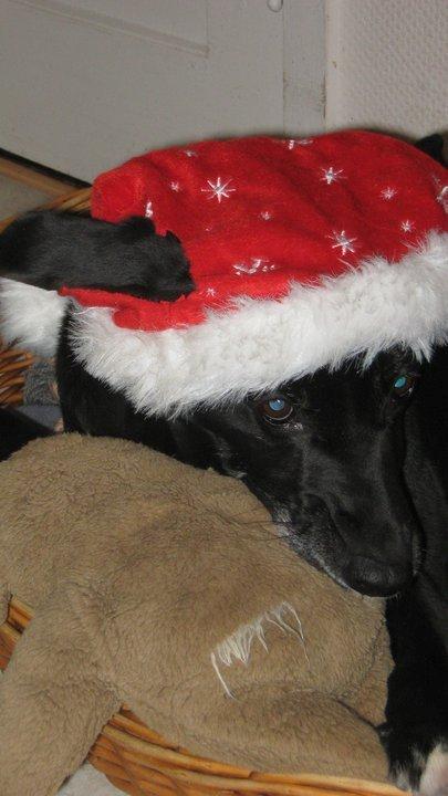 Blanding af racer Tryne *kaldet Gnøf* - Julehund med nissehue.<3 billede 5