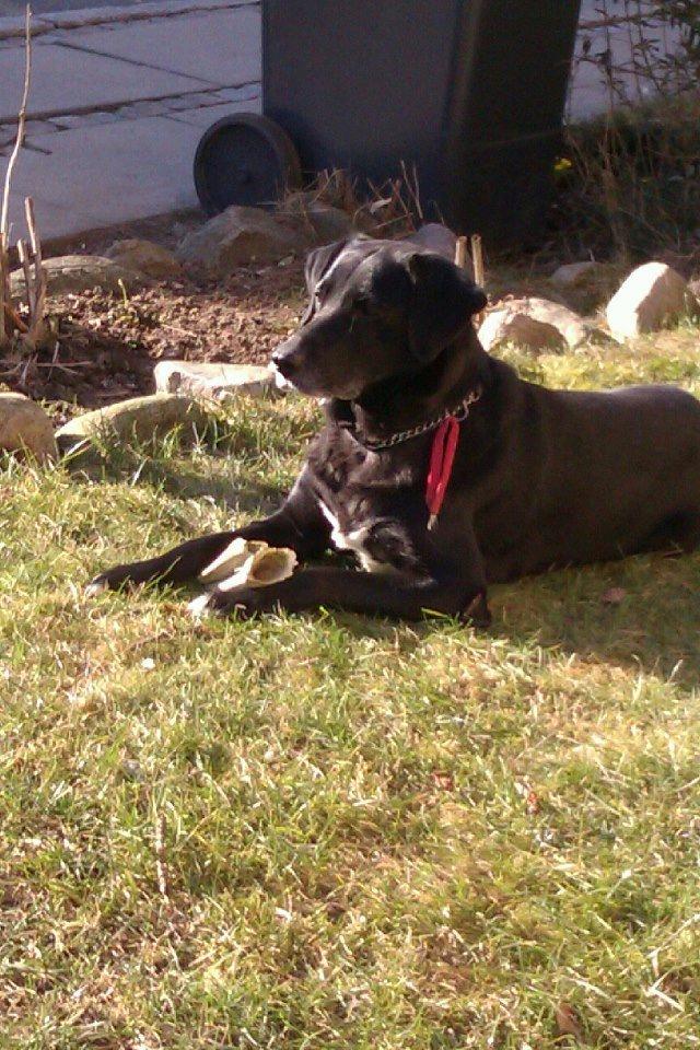 Blanding af racer Tryne *kaldet Gnøf* - Tryne nyder solen med et kødben ;)<3 billede 6