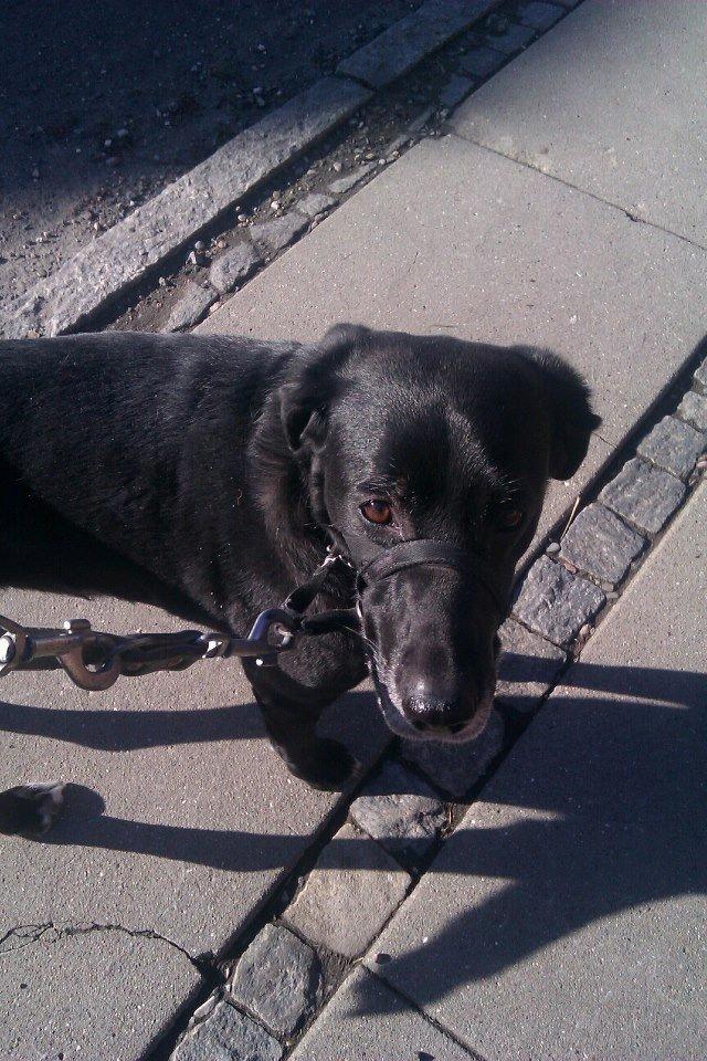 Blanding af racer Tryne *kaldet Gnøf* - ude og gå tur! <3 billede 7