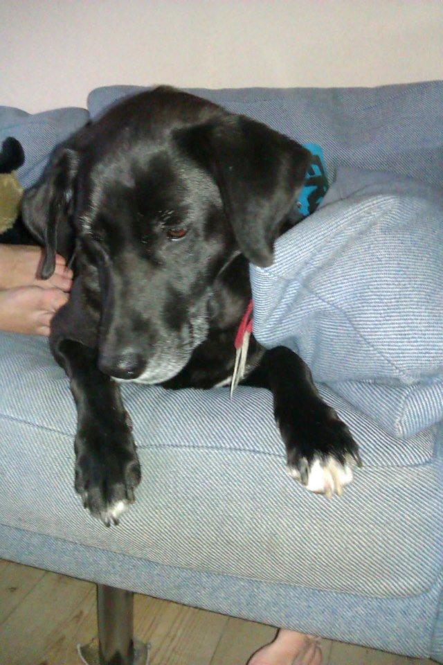 Blanding af racer Tryne *kaldet Gnøf* - Tryne putter i sofaen <3 billede 8