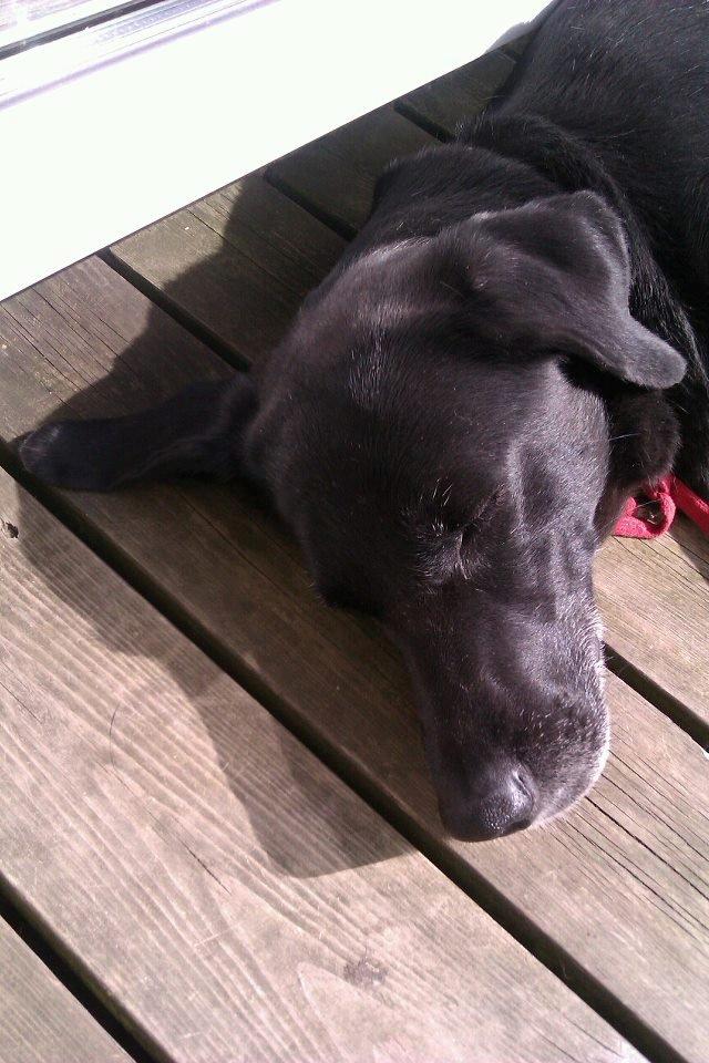 Blanding af racer Tryne *kaldet Gnøf* - sommer<3 billede 9