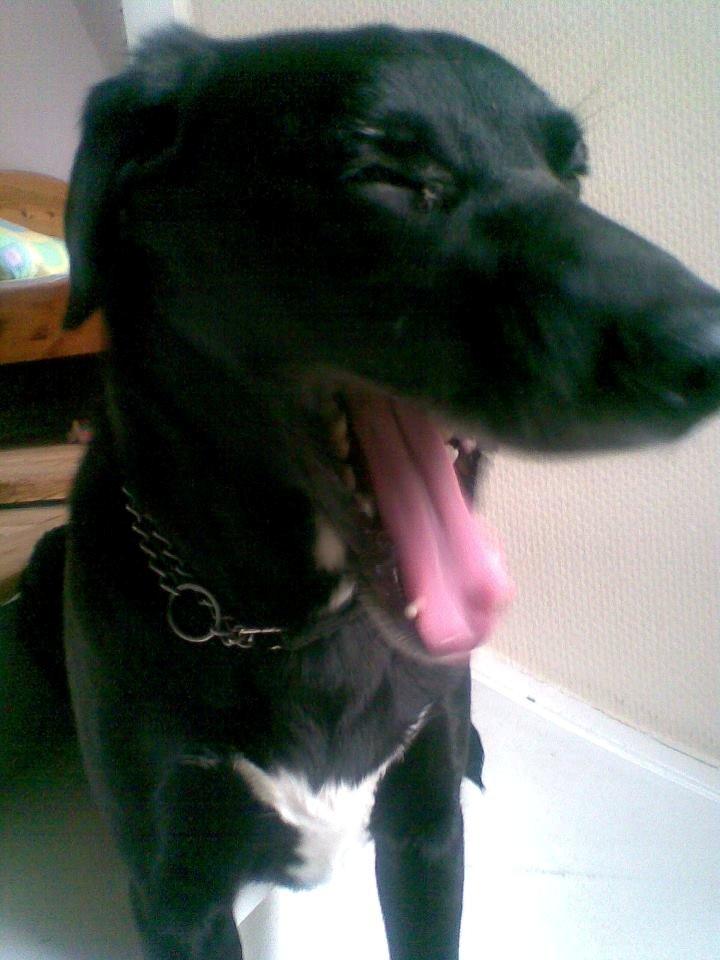 Blanding af racer Tryne *kaldet Gnøf* - gaber<3 billede 10