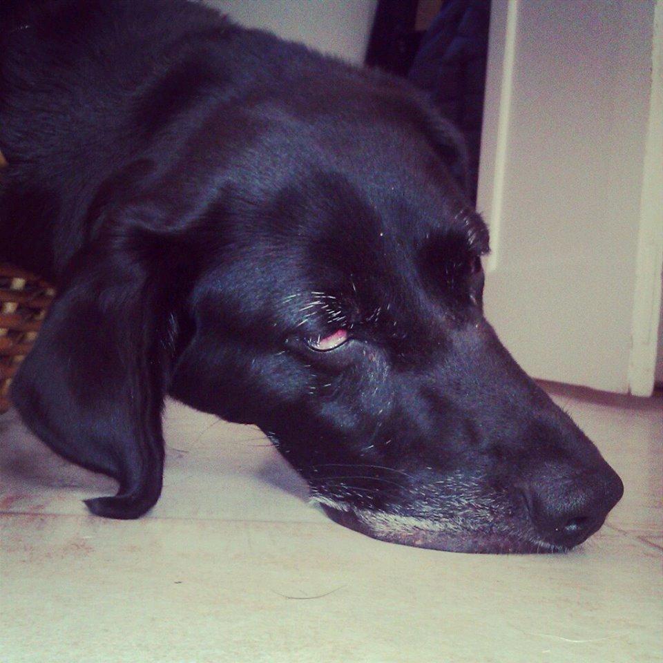 Blanding af racer Tryne *kaldet Gnøf* - <3 billede 11