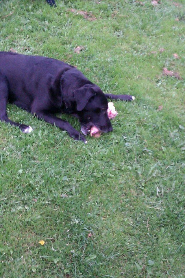 Blanding af racer Tryne *kaldet Gnøf* - Gnaver kødben!<3 billede 12