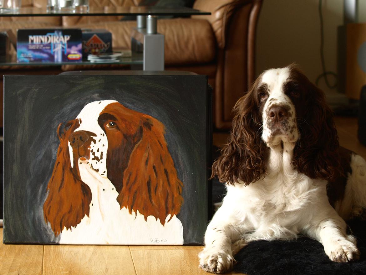 Engelsk springer spaniel Ziroc Slot's Dominique (Døgg) billede 14