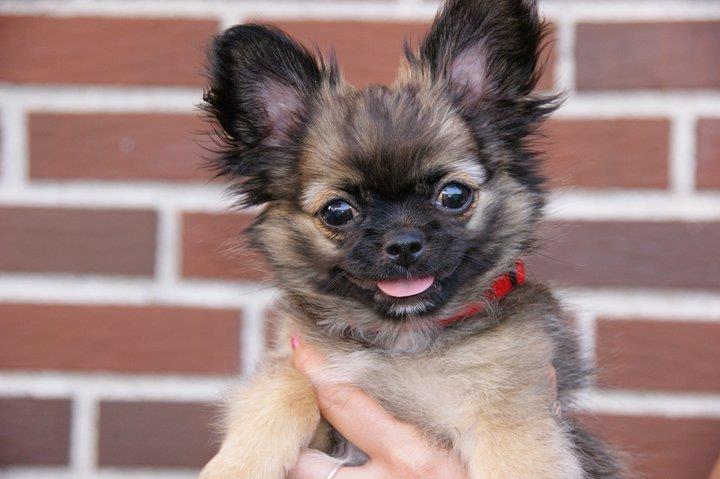 Chihuahua bella billede 1