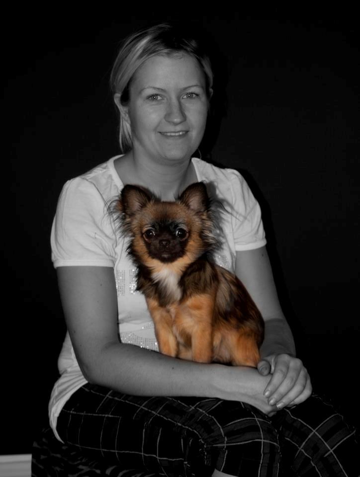 Chihuahua bella billede 3