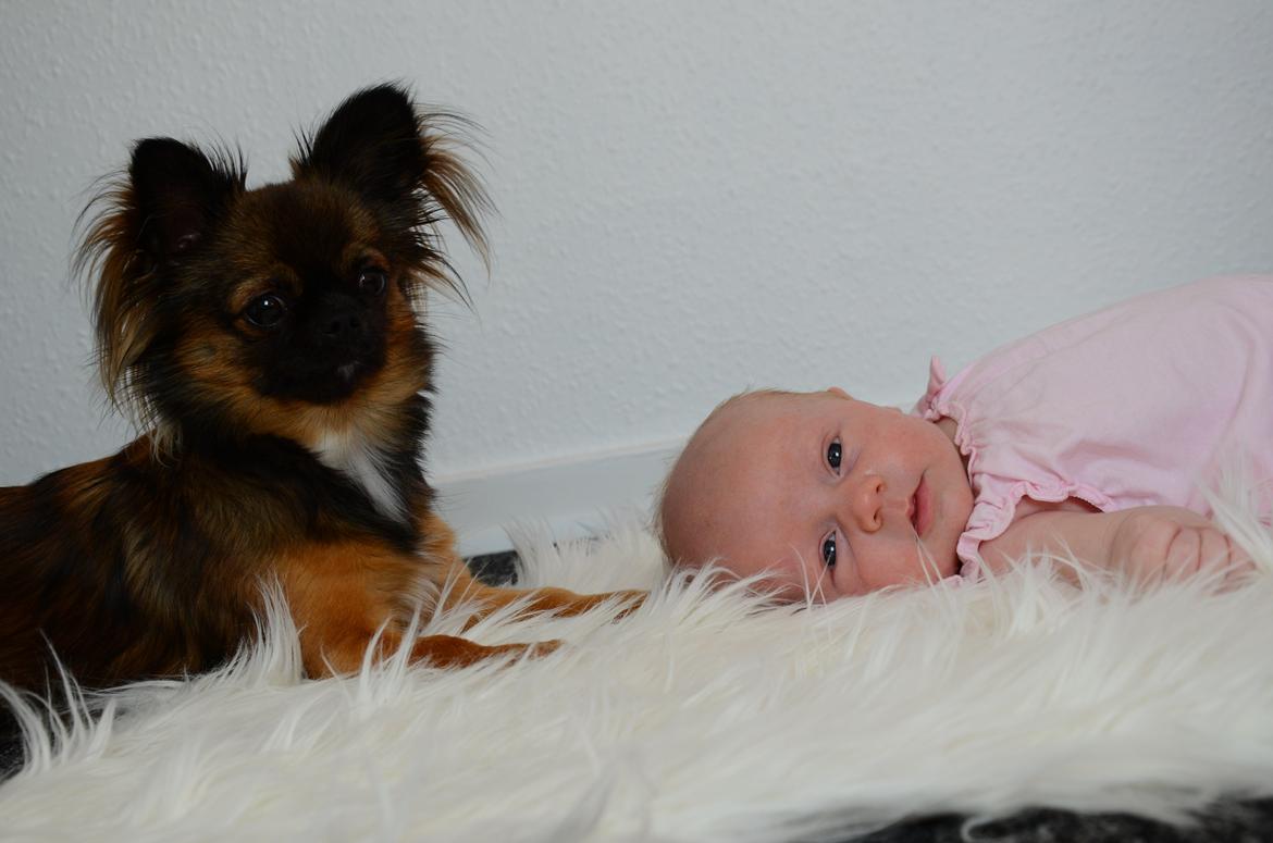 Chihuahua bella billede 4