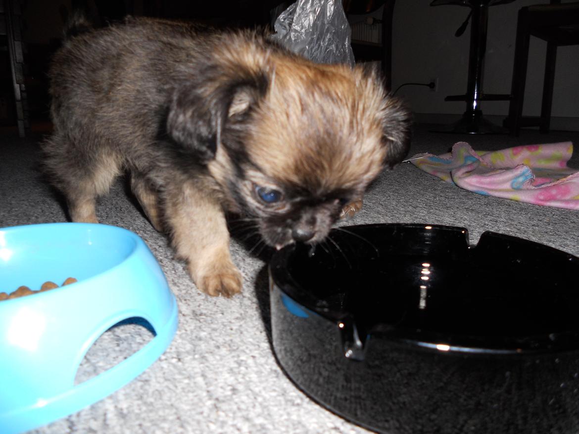 Chihuahua bella billede 5