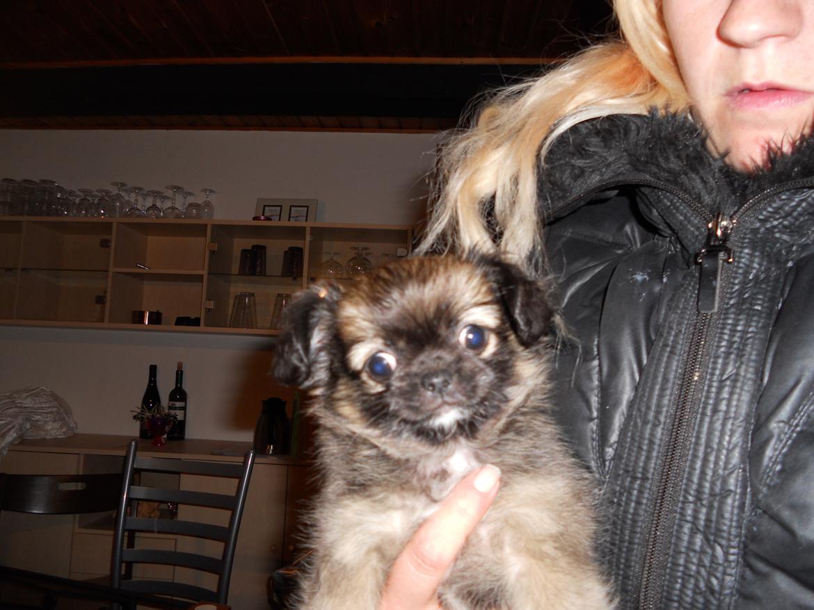 Chihuahua bella billede 6