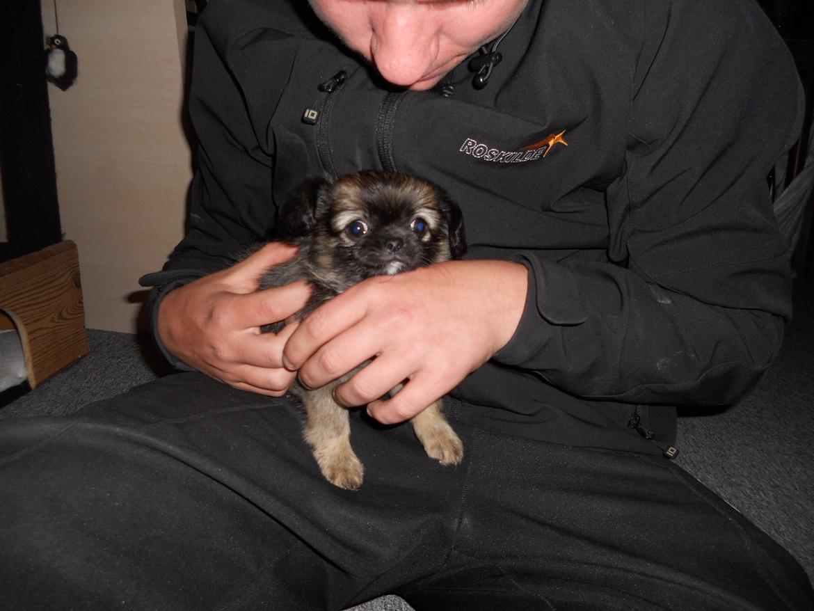 Chihuahua bella billede 7