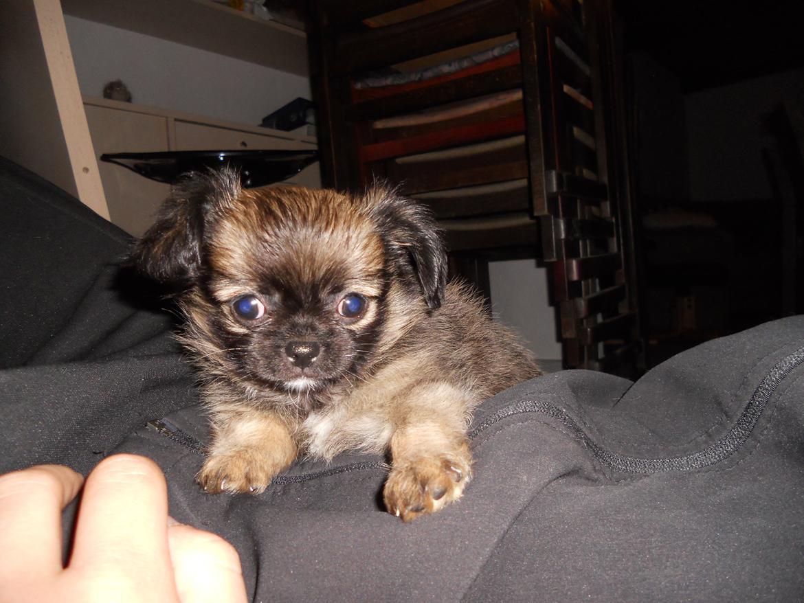 Chihuahua bella billede 8