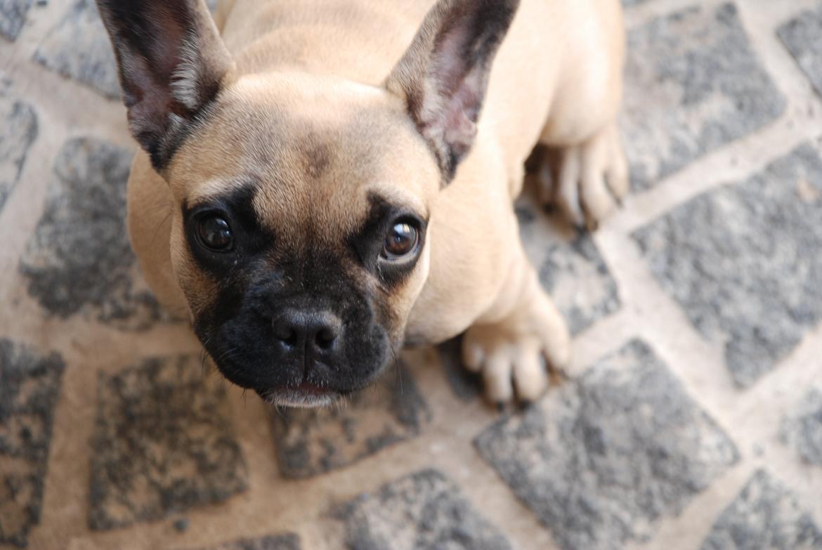 Fransk bulldog Flakse - ingen stamtavle , Men gud hvor er jeg smuk billede 12