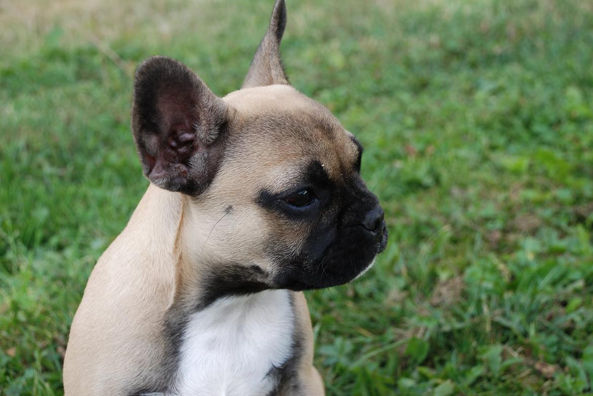 Fransk bulldog Flakse billede 13