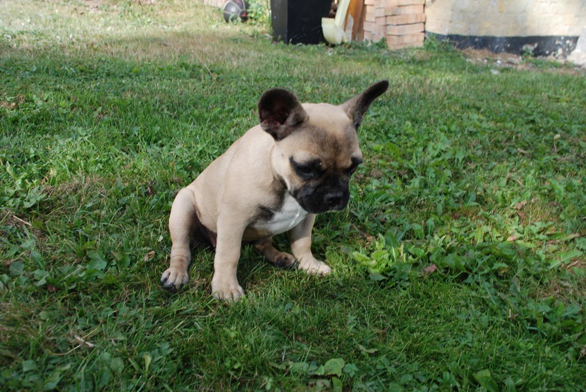 Fransk bulldog Flakse billede 14