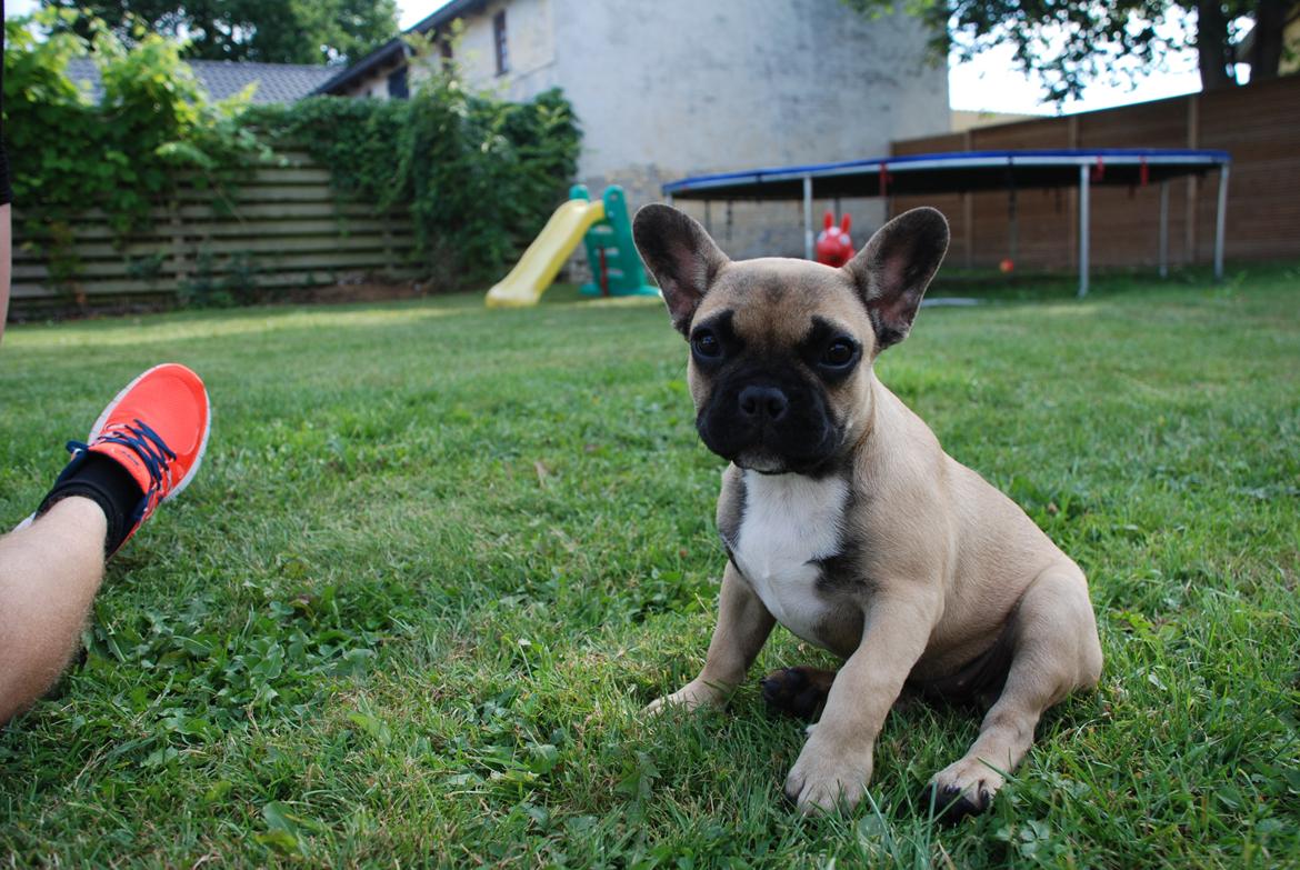 Fransk bulldog Flakse billede 15