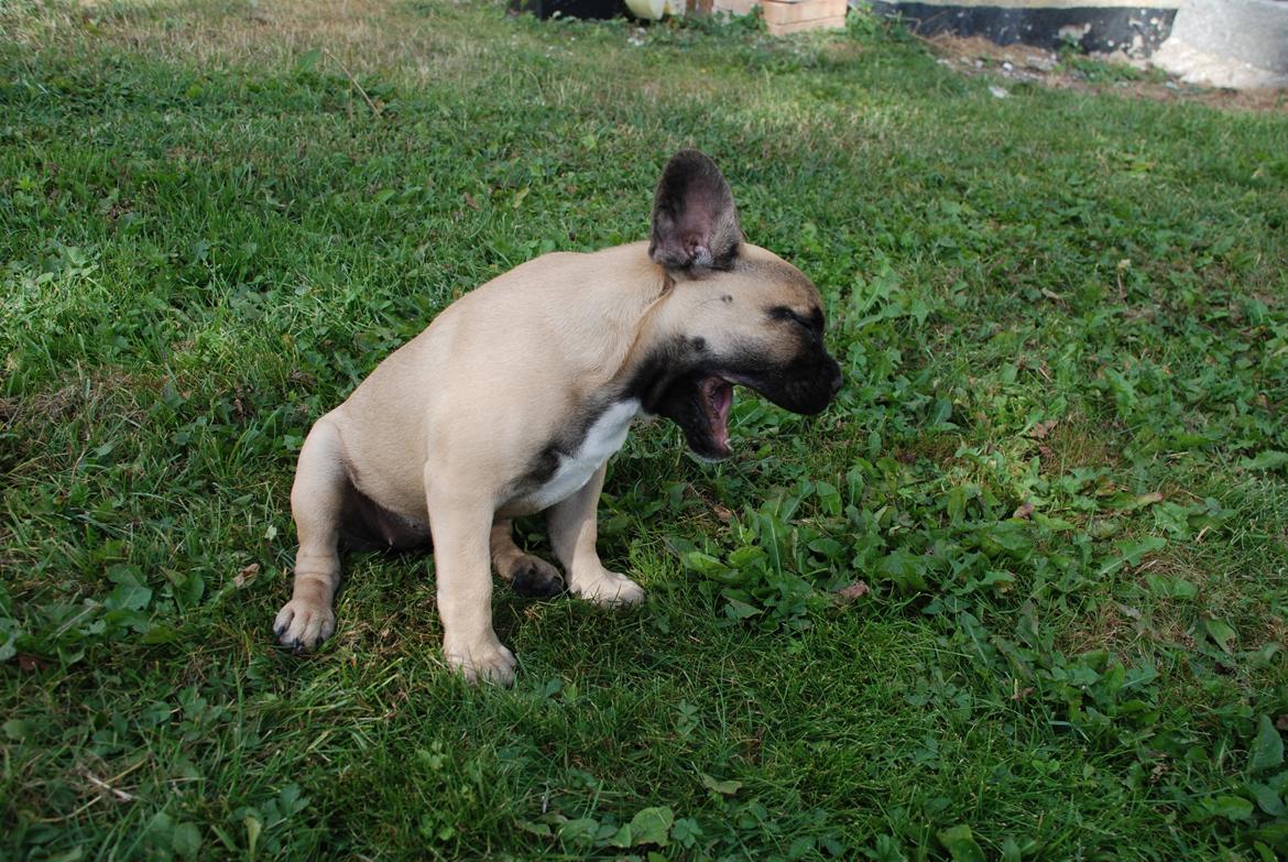 Fransk bulldog Flakse billede 16