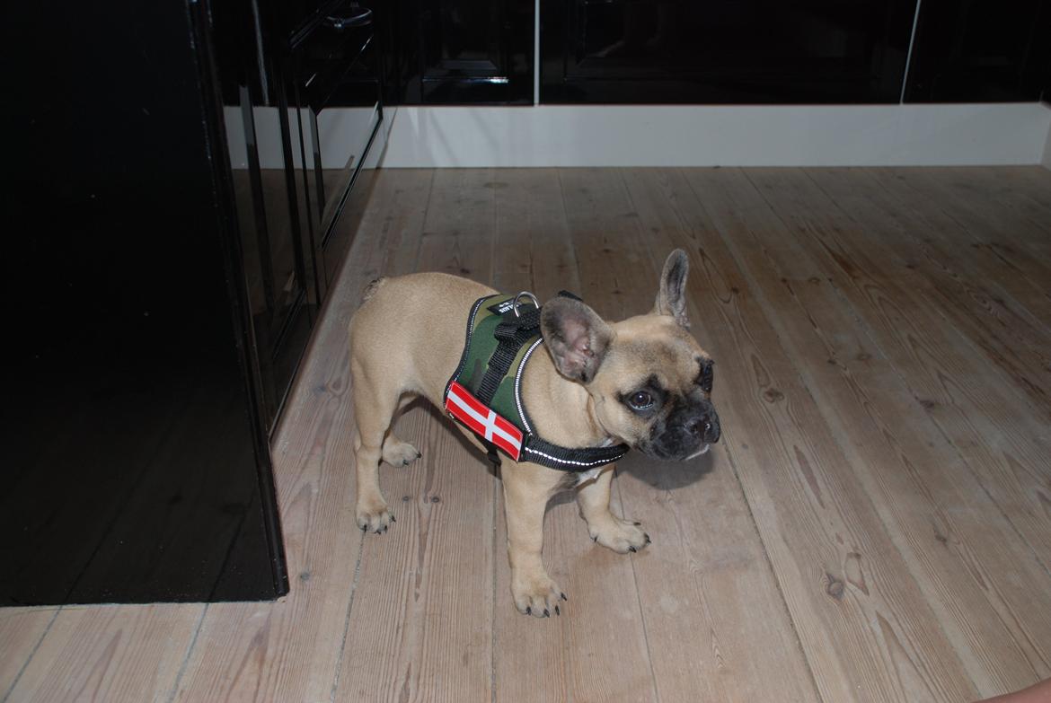 Fransk bulldog Flakse - On duty billede 17