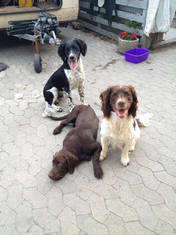 Engelsk springer spaniel Malthe billede 22