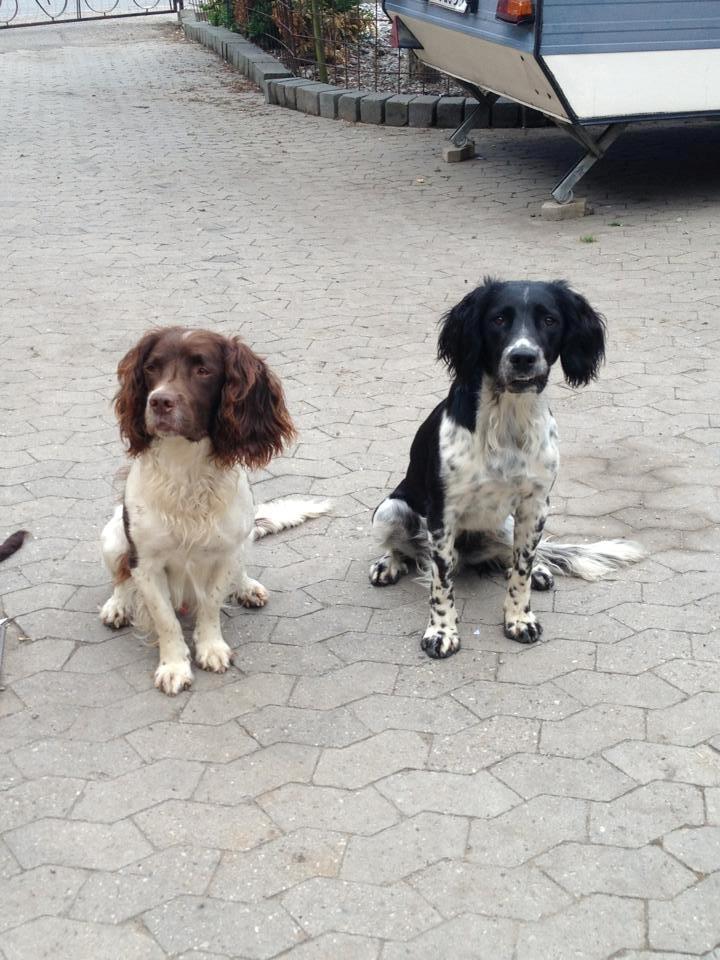 Engelsk springer spaniel Malthe billede 23