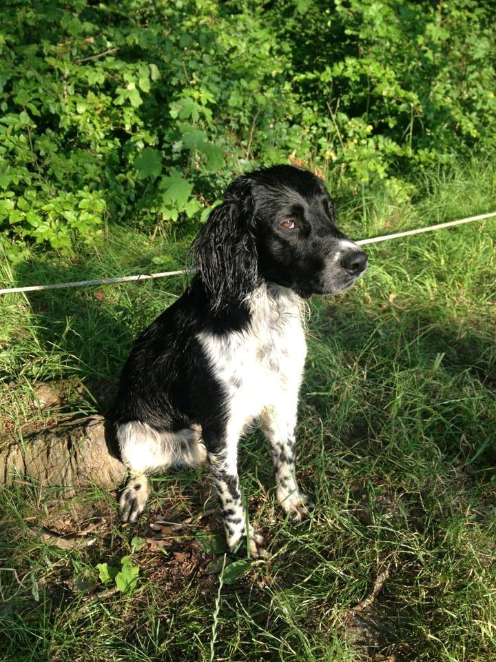 Engelsk springer spaniel Malthe billede 25