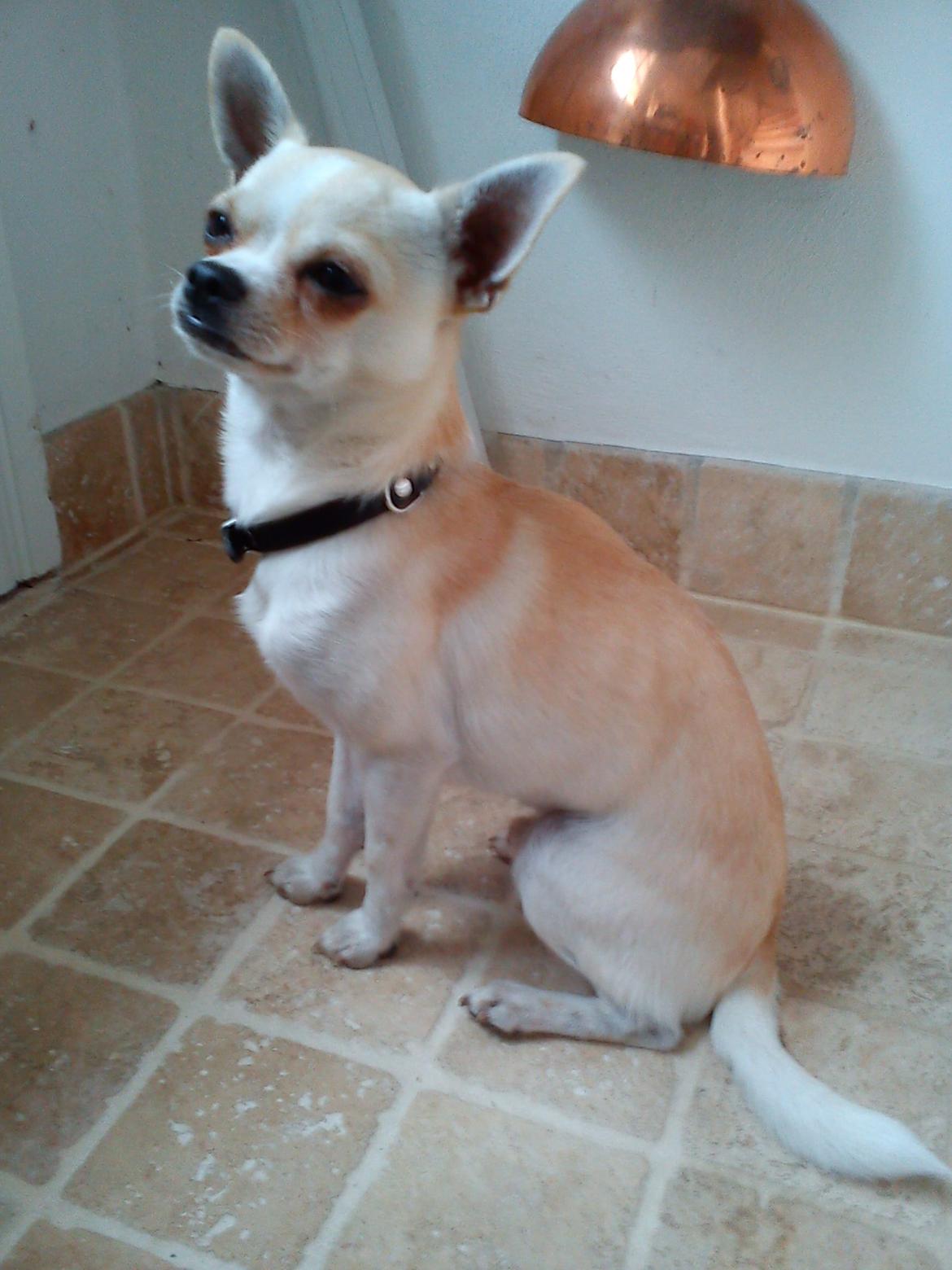 Chihuahua Gilbert billede 13