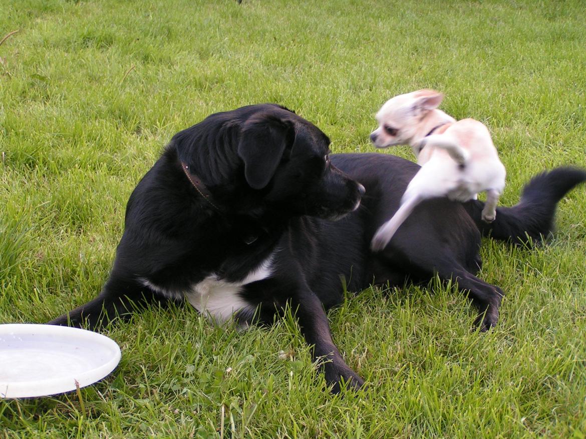 Chihuahua Gilbert - Gilbert leger med stor sort hund billede 4