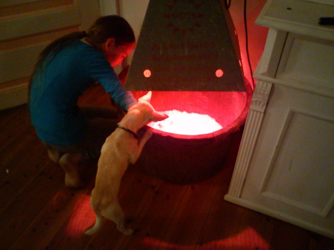 Chihuahua Gilbert - Gilbert kikker til kyllingerne billede 16