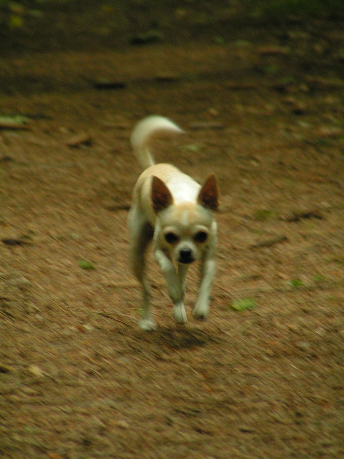Chihuahua Gilbert - Gilbert med fart på billede 18