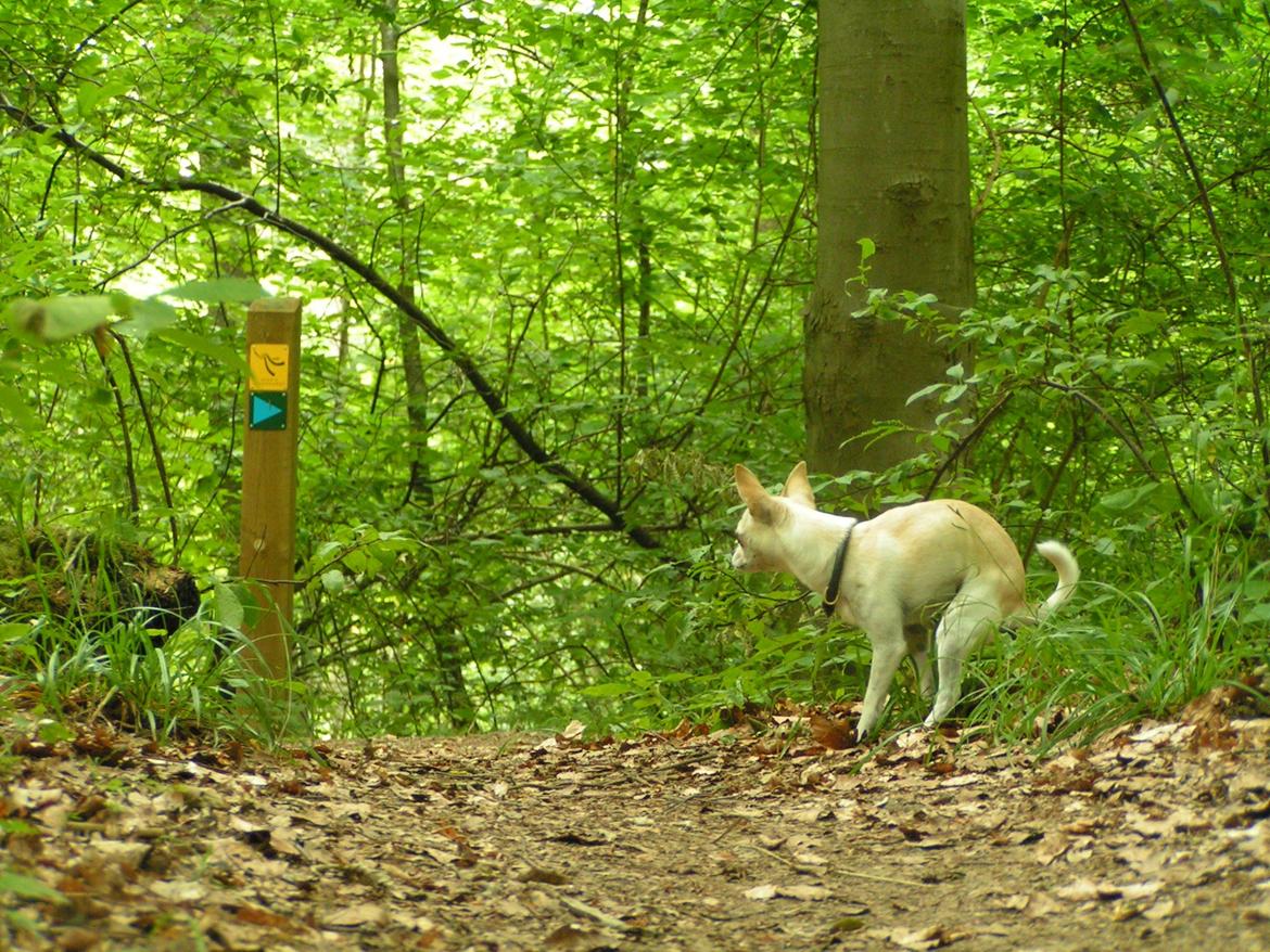 Chihuahua Gilbert - Gilbert laver puha i skoven billede 22