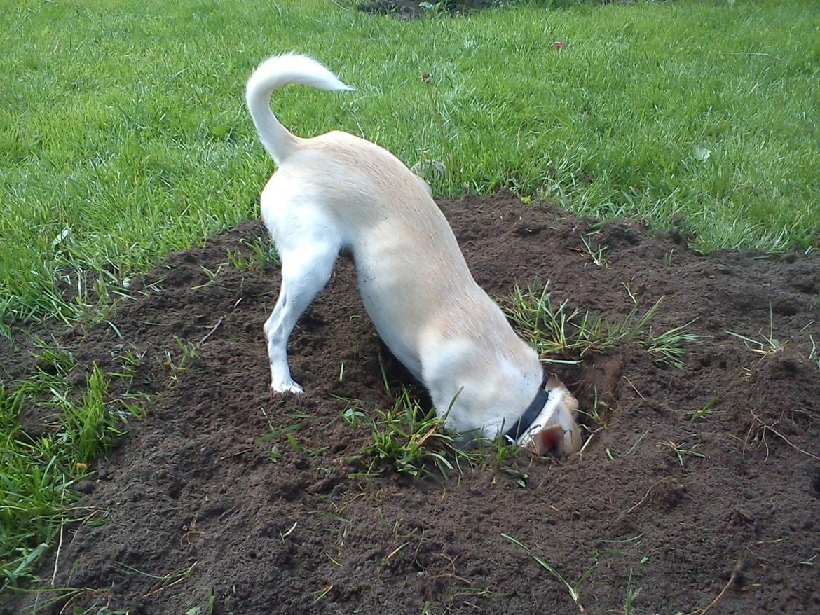 Chihuahua Gilbert - Gilbert graver billede 1