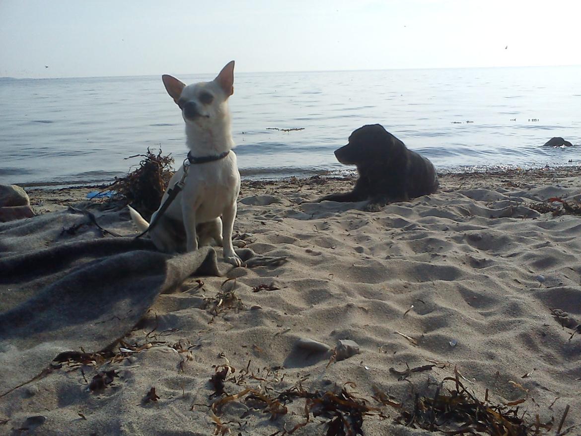 Chihuahua Gilbert - Gilbert på stranden  billede 20
