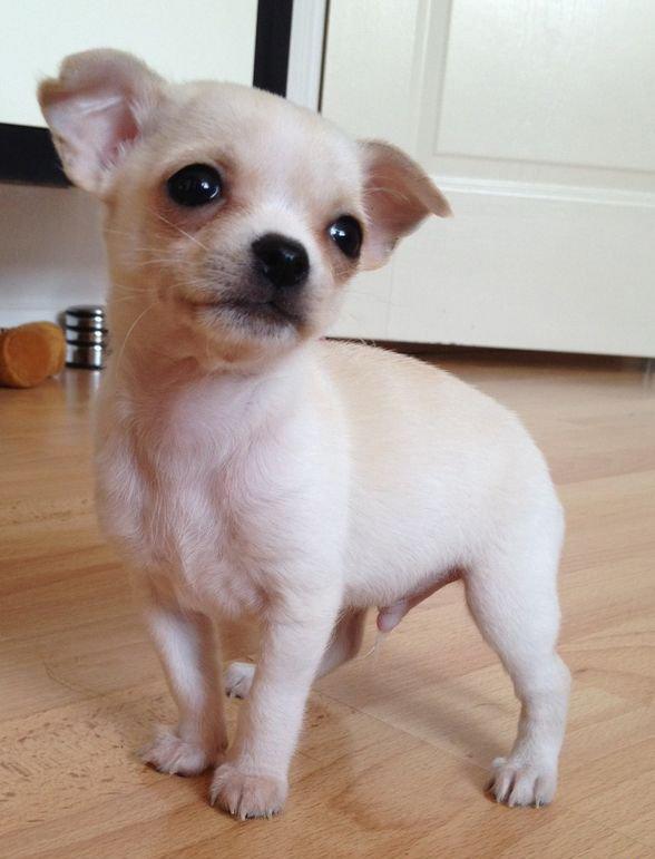 Chihuahua Gilbert - Gilbert som hvalp billede 3