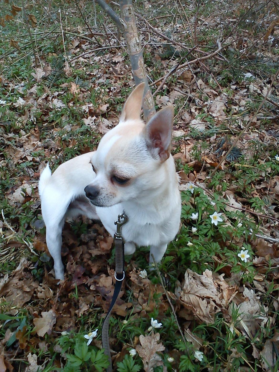 Chihuahua Gilbert billede 2