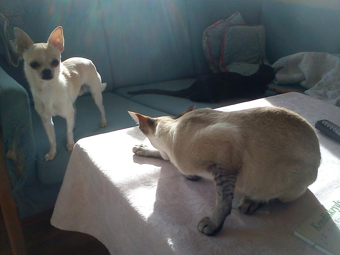 Chihuahua Gilbert billede 9