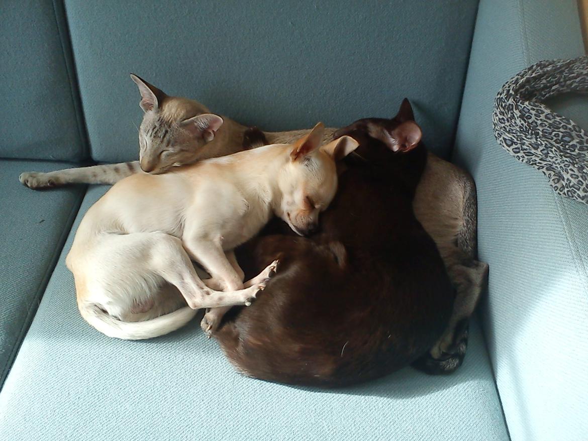 Chihuahua Gilbert - Gilbert sammen med Aros og William billede 12