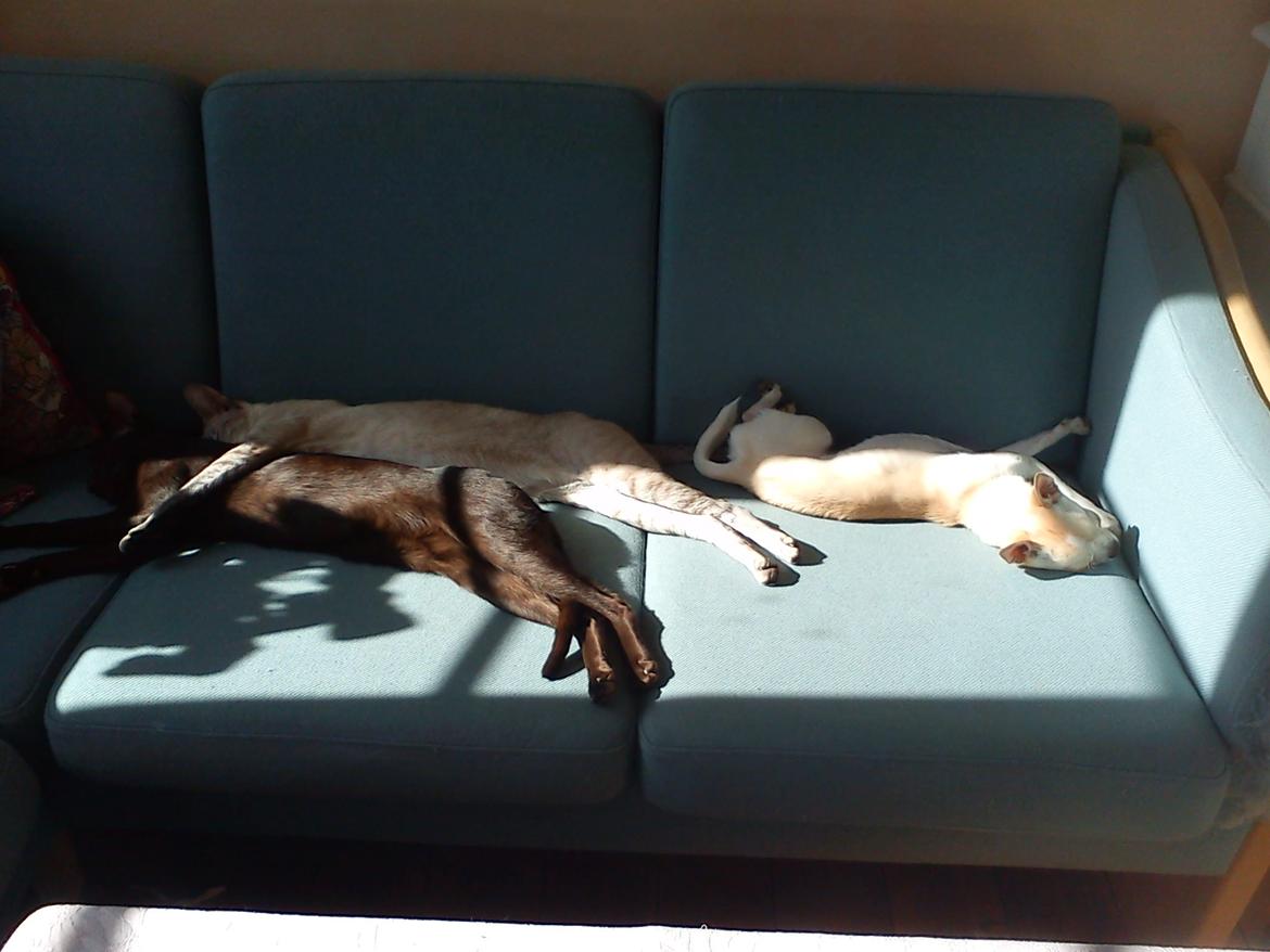 Chihuahua Gilbert - Gilbert slapper a sammen med sine venner billede 11