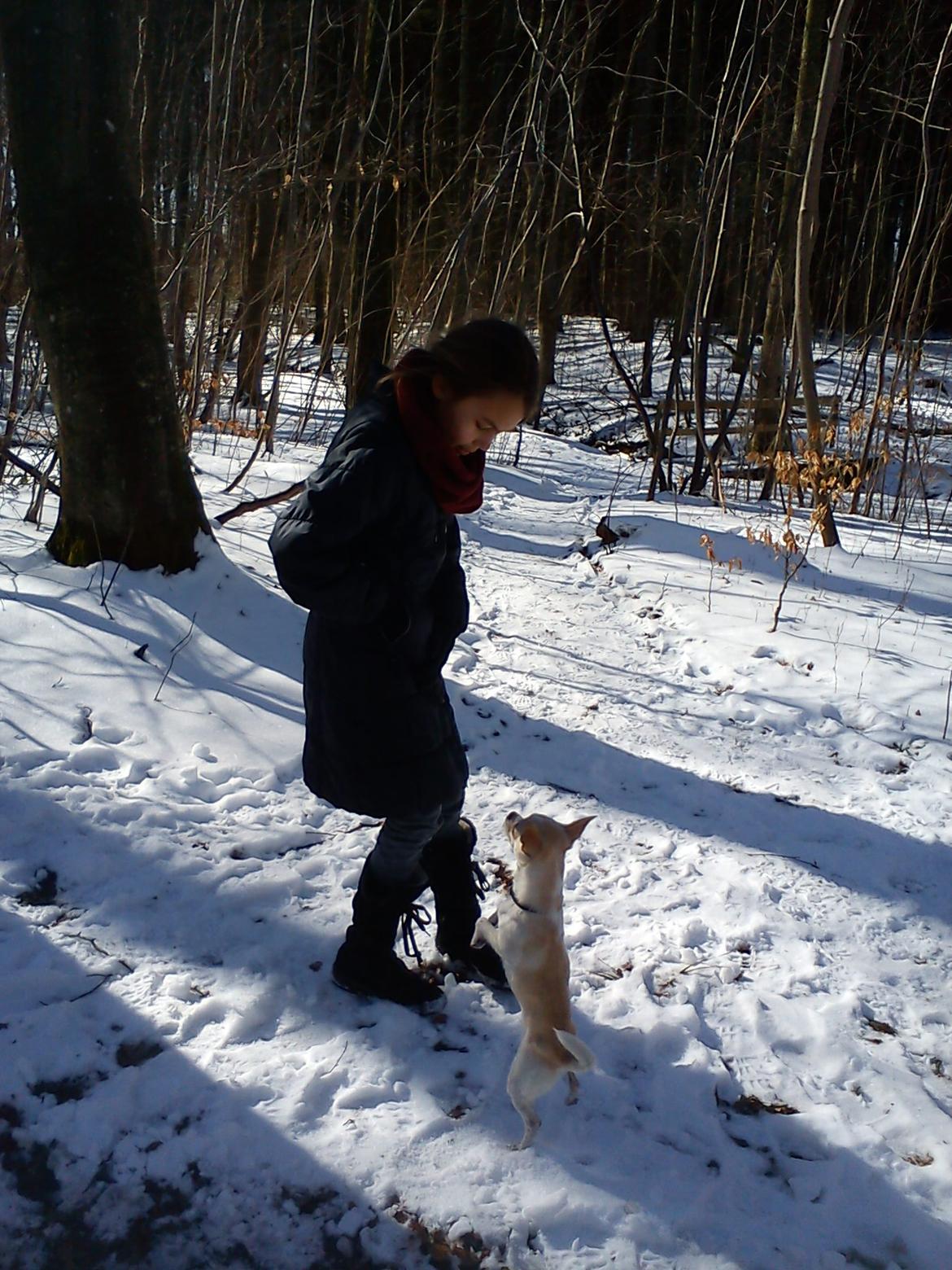 Chihuahua Gilbert - Gilbert danser i skoven billede 5