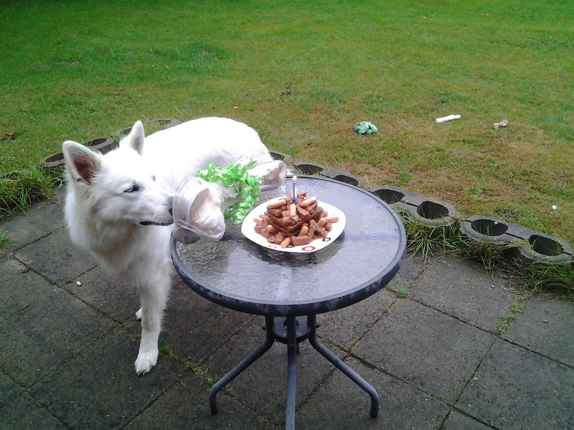 Hvid Schweizisk Hyrdehund MTM Qing Quicksilver billede 39