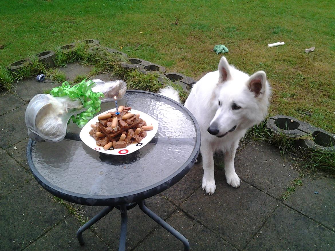 Hvid Schweizisk Hyrdehund MTM Qing Quicksilver billede 40