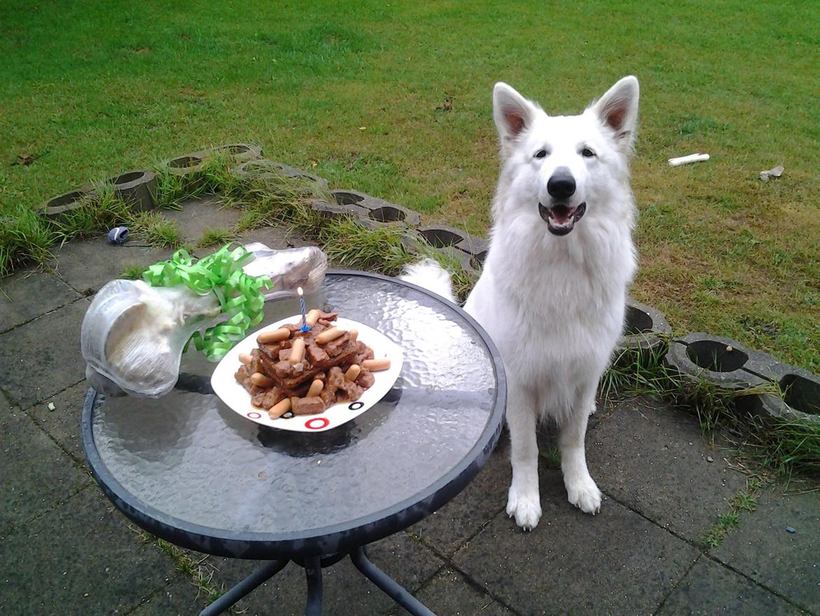 Hvid Schweizisk Hyrdehund MTM Qing Quicksilver billede 4