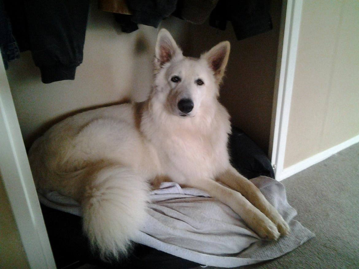 Hvid Schweizisk Hyrdehund MTM Qing Quicksilver billede 41