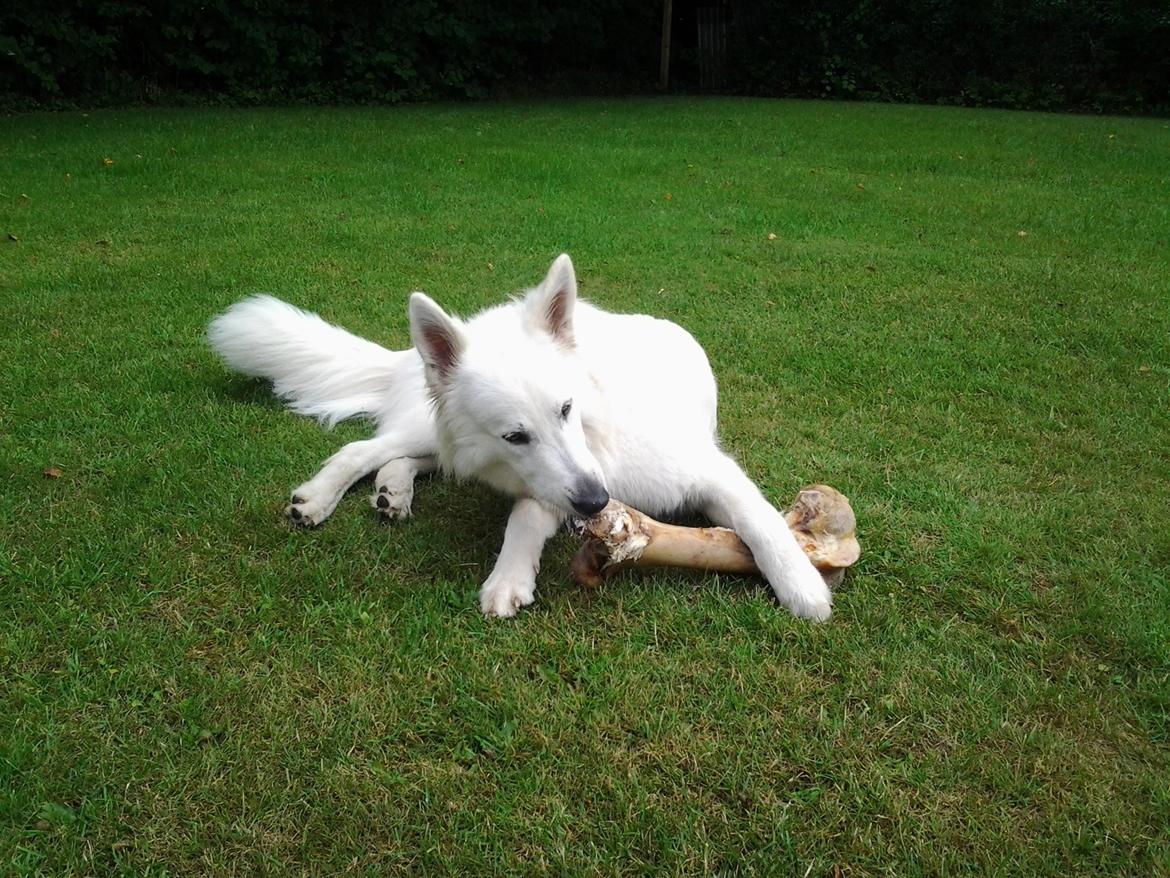 Hvid Schweizisk Hyrdehund MTM Qing Quicksilver billede 42