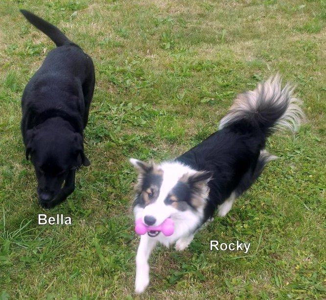 Islandsk fårehund Lucky(tidligere Rocky) - Han stjal legetøjet fra den gamle Bella ;-D billede 3